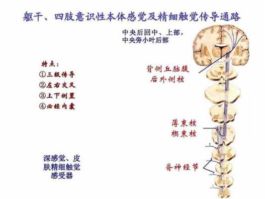 触觉神经过程（触觉神经过程图解）-图3