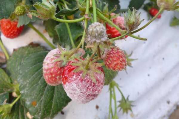 从花到草莓的过程（草莓花变成果实过程）-图3