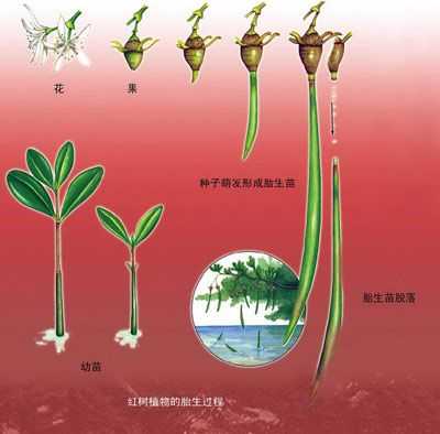 红树的繁殖过程（红树是怎么样繁殖后代的）-图1