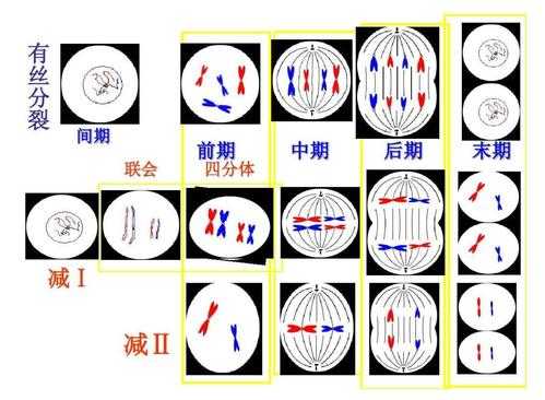 关于细胞有丝分裂过程下载的信息-图2