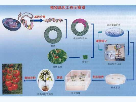 分子育种的过程的简单介绍-图2