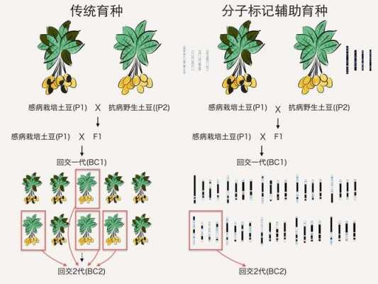 分子育种的过程的简单介绍-图3