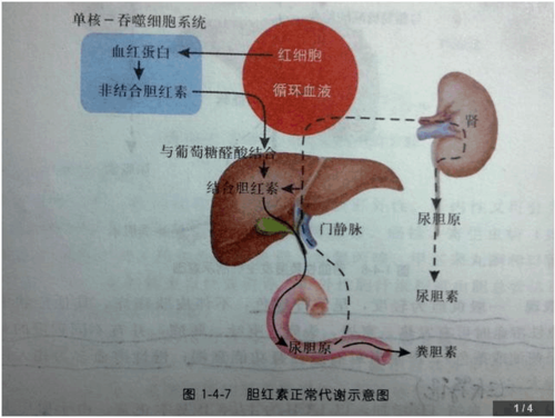 胆红素的转运过程是（胆红素的产生转运和排出所经过的基本途径是）-图1