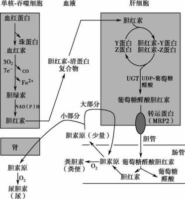 胆红素的转运过程是（胆红素的产生转运和排出所经过的基本途径是）-图2