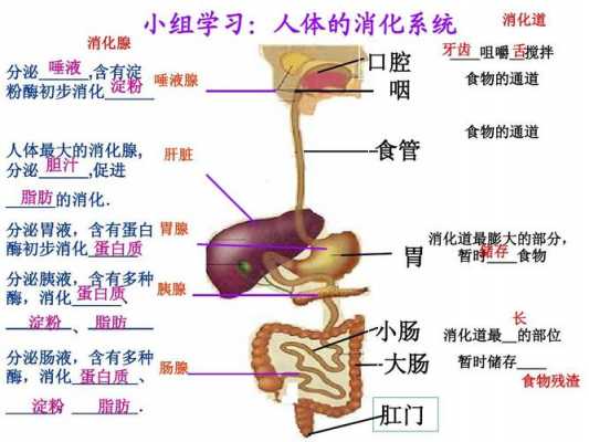 食物被人消化的过程（食物被人消化的过程图片）-图1