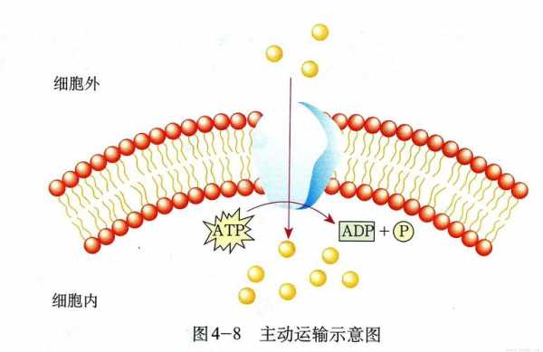 质子的传递过程（质子的传递过程是什么）-图1