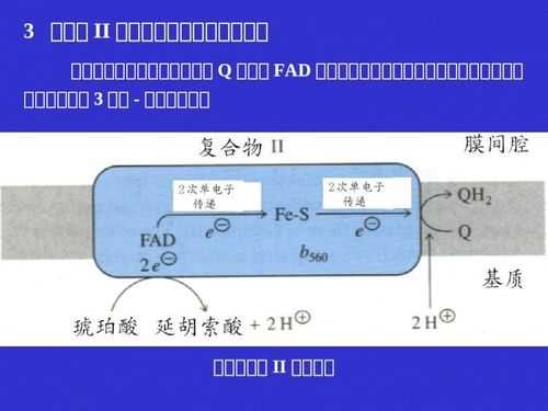 质子的传递过程（质子的传递过程是什么）-图2