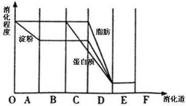 淀粉消化的过程（淀粉消化过程曲线）-图1