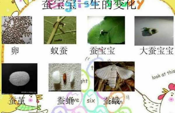 春蚕生物发育过程（春蚕的生长过程和形态变化）-图3