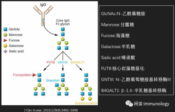 糖基化过程（糖基化过程发生在高尔基体的顺面膜囊中吗）-图1