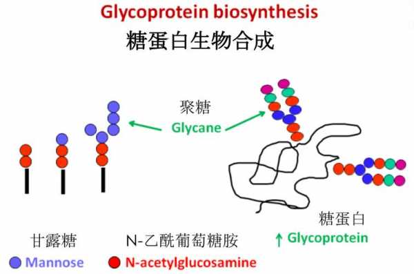 糖基化过程（糖基化过程发生在高尔基体的顺面膜囊中吗）-图3