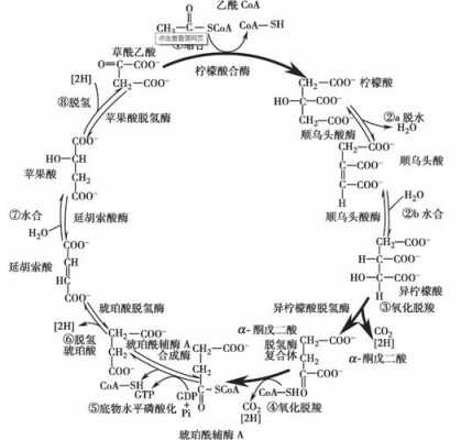 糖的氧化过程（糖的氧化过程和还原）-图2