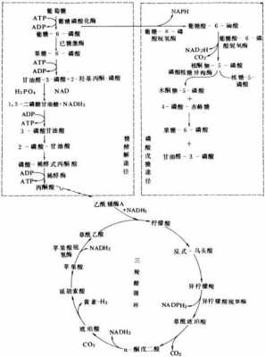 糖的氧化过程（糖的氧化过程和还原）-图3