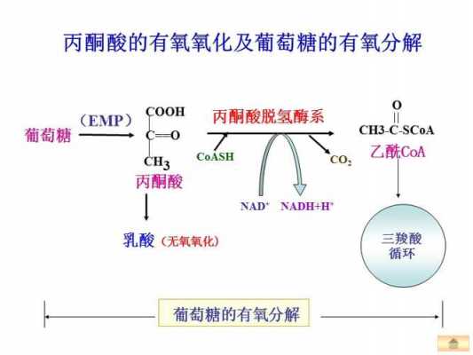 糖的氧化过程（糖的氧化过程和还原）-图1