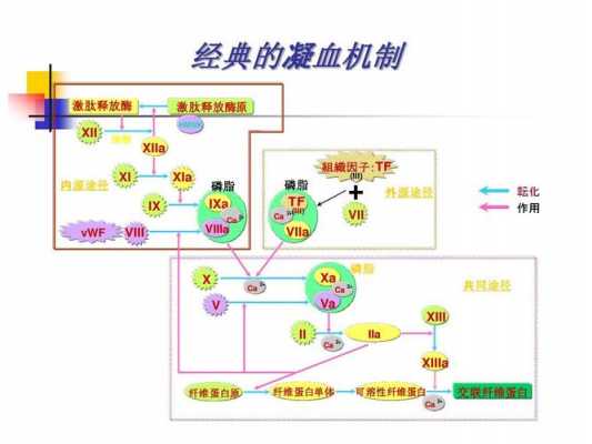 vwF凝血过程（凝血fviii的作用是什么）-图2