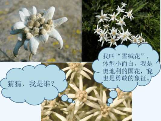 雪绒花的实验过程（雪绒花 实验）-图2