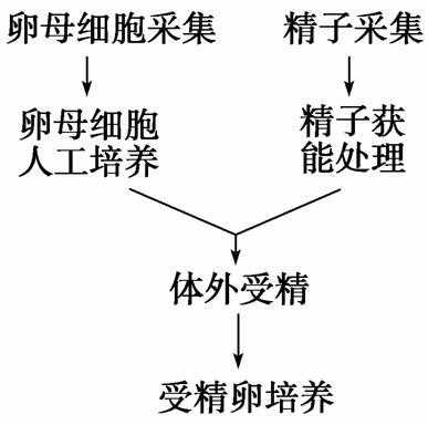 受精的过程和意义（受精的过程和意义以及条件）-图2