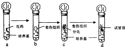 培育试管苗过程（试管苗的培育过程）-图2