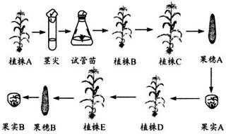 培育试管苗过程（试管苗的培育过程）-图3