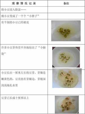 豆子发芽过程表（豆子发芽七天过程表）-图3