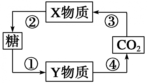 下列过程中涉及（下列涉及竹）-图3