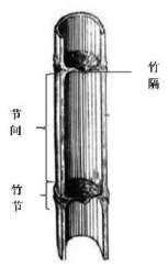 下列过程中涉及（下列涉及竹）-图2