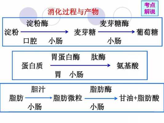 脂肪个的消化过程（脂肪的消化过程是从人体的哪个器官开始的?）-图2