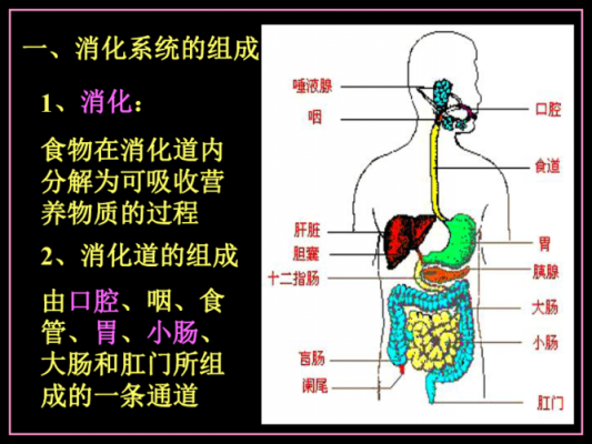 脂肪个的消化过程（脂肪的消化过程是从人体的哪个器官开始的?）-图3