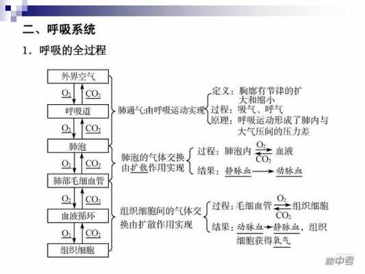 呼吸过程科学（呼吸过程科学解释）-图2