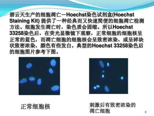 holmes染色过程（hochest染色步骤）-图1