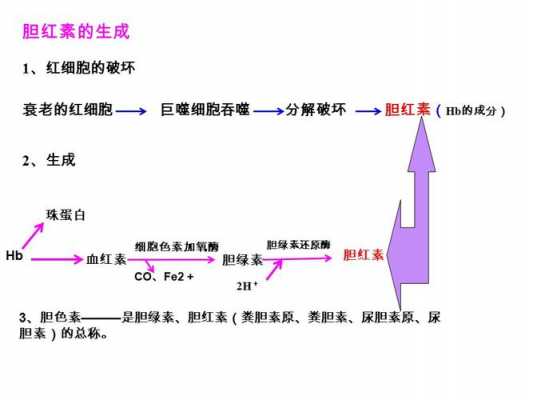 粪胆素生成过程（粪胆素原）-图2