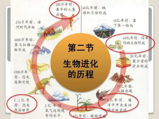 生物进化过程图解（生物进化历程流程图）-图2