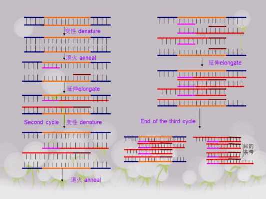 pcr扩增实验过程高中（pcr扩增的实验分析）-图3