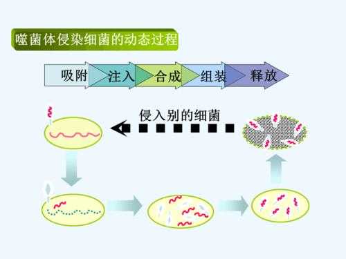 噬菌体的入侵过程（噬菌体侵入细胞过程）-图1