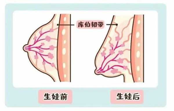 产妇乳房变化过程（生产后乳房的变化）-图1