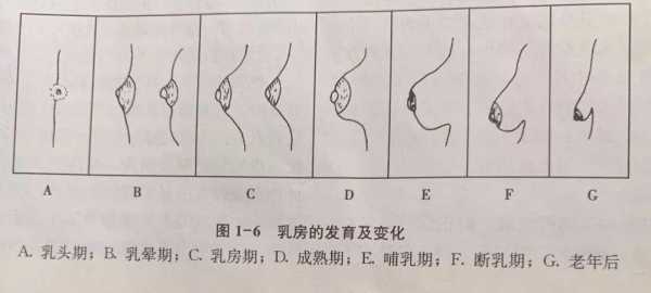 产妇乳房变化过程（生产后乳房的变化）-图3