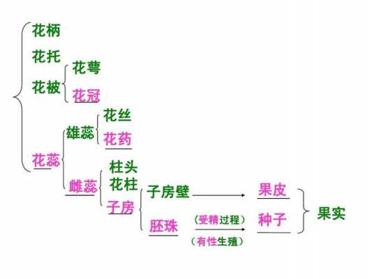 植物发育过程图ppt（植物发育思维导图）-图2