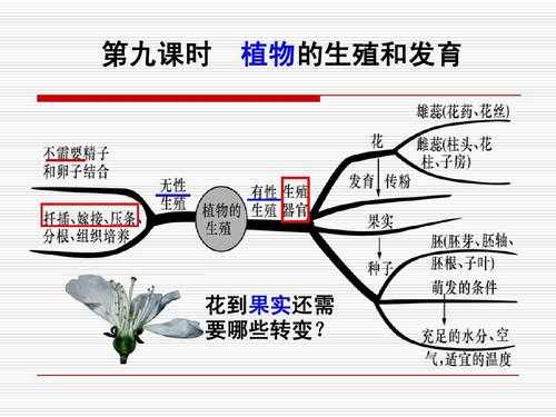 植物发育过程图ppt（植物发育思维导图）-图1