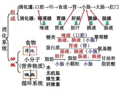 食物消化的过程图（食物消化的过程图片大全）-图1