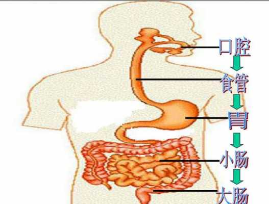 食物消化的过程图（食物消化的过程图片大全）-图3