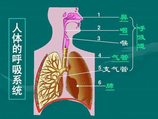 肺部呼吸的过程（肺部呼吸过程图）-图1