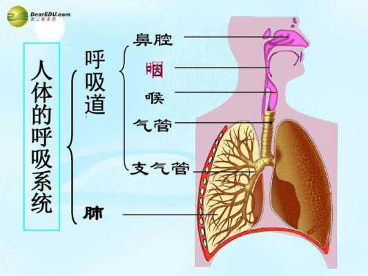 肺部呼吸的过程（肺部呼吸过程图）-图3