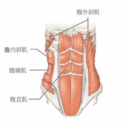 人体解腹过程图片（人体解剖腹肌的图片）-图1