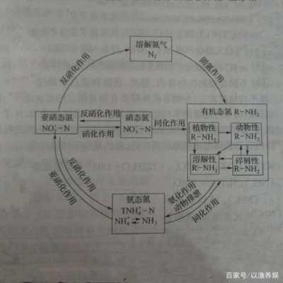 氮循环的过程（氮循环的过程和机理）-图1