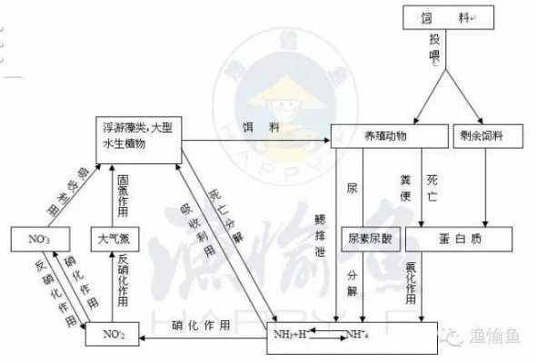 氮循环的过程（氮循环的过程和机理）-图2