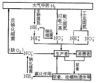 氮循环的过程（氮循环的过程和机理）-图3