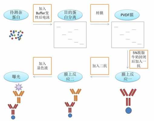 wb制备过程（wb蛋白制备）-图3