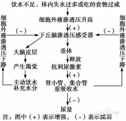 水盐调节过程（水盐调节过程图解）-图3