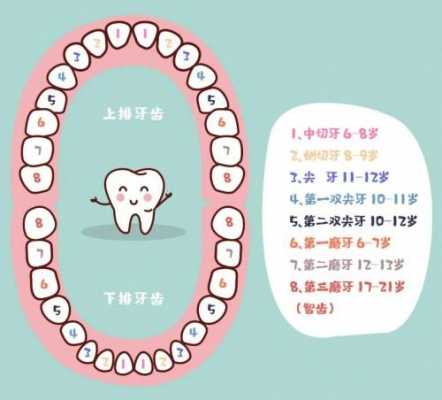 换牙详细过程（换牙过程视频）-图3