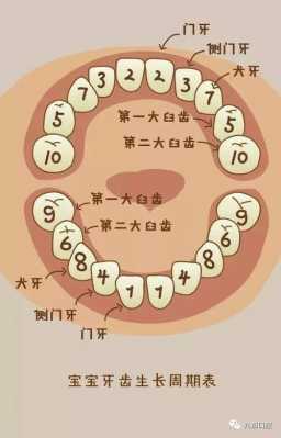 换牙详细过程（换牙过程视频）-图2